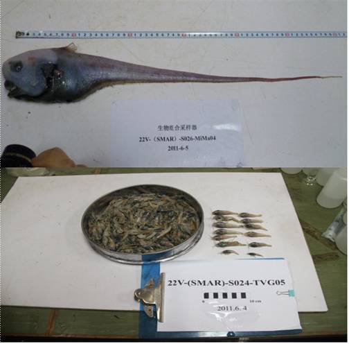 大洋協會成立20年大事件：建立了大洋深海生物基因資源研發基地