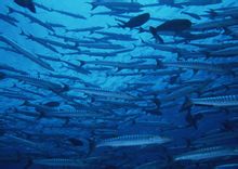 深海魚(yú)